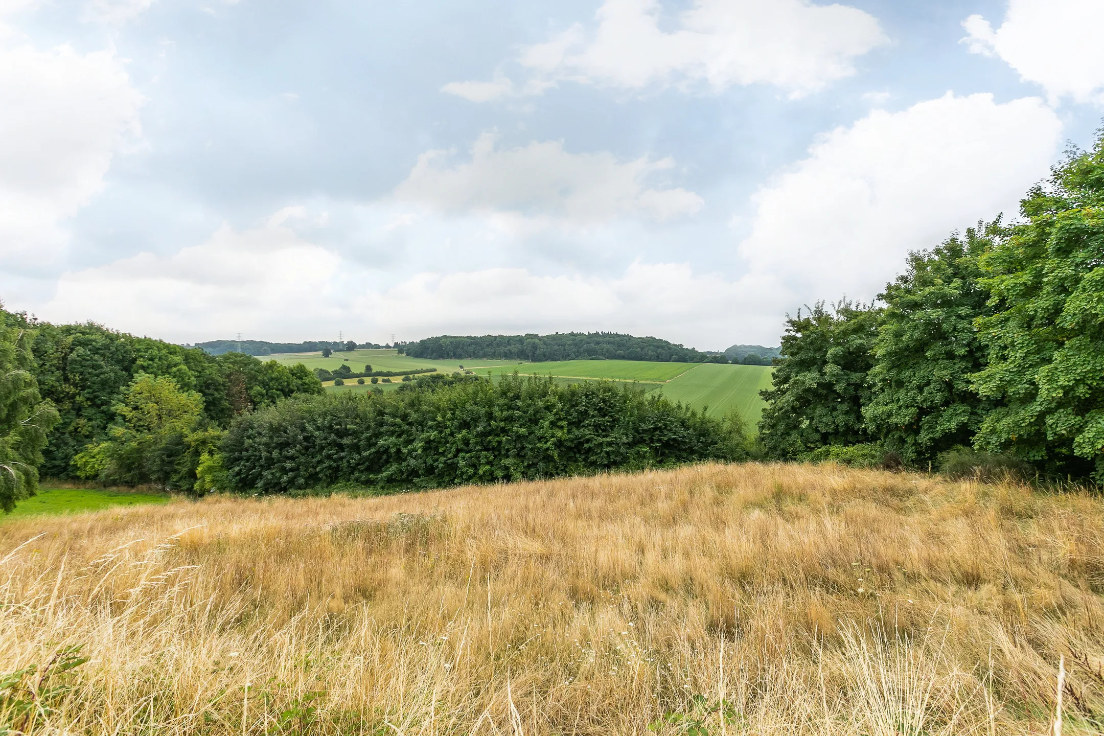 lush-green-pasture-with-tree-line-and-rolling-hills-limburg
